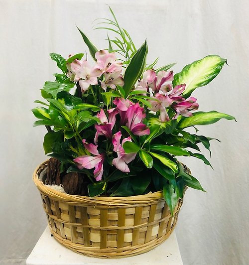 Living Spirit Dish Garden