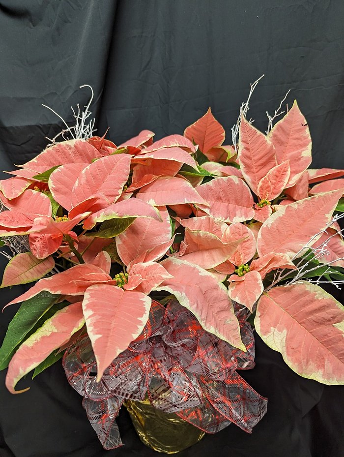 Marble 8\" Poinsettia