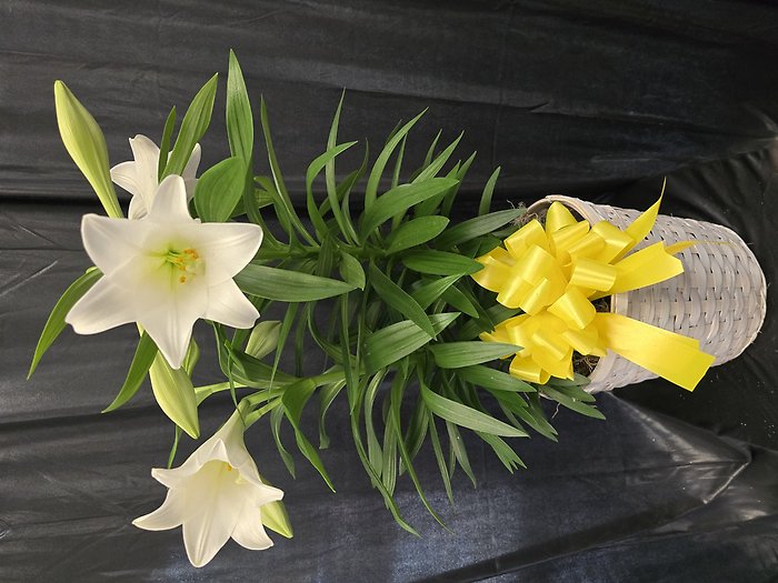 Spring Bulb Garden Planter