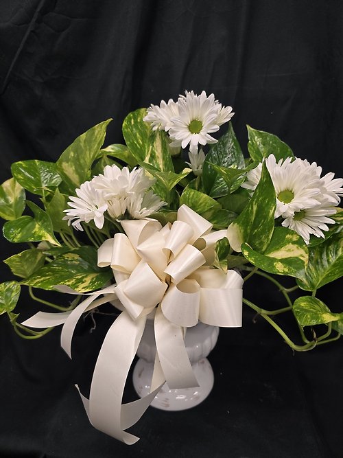 Pothos \" Golden \" Tabletop Urn Planter