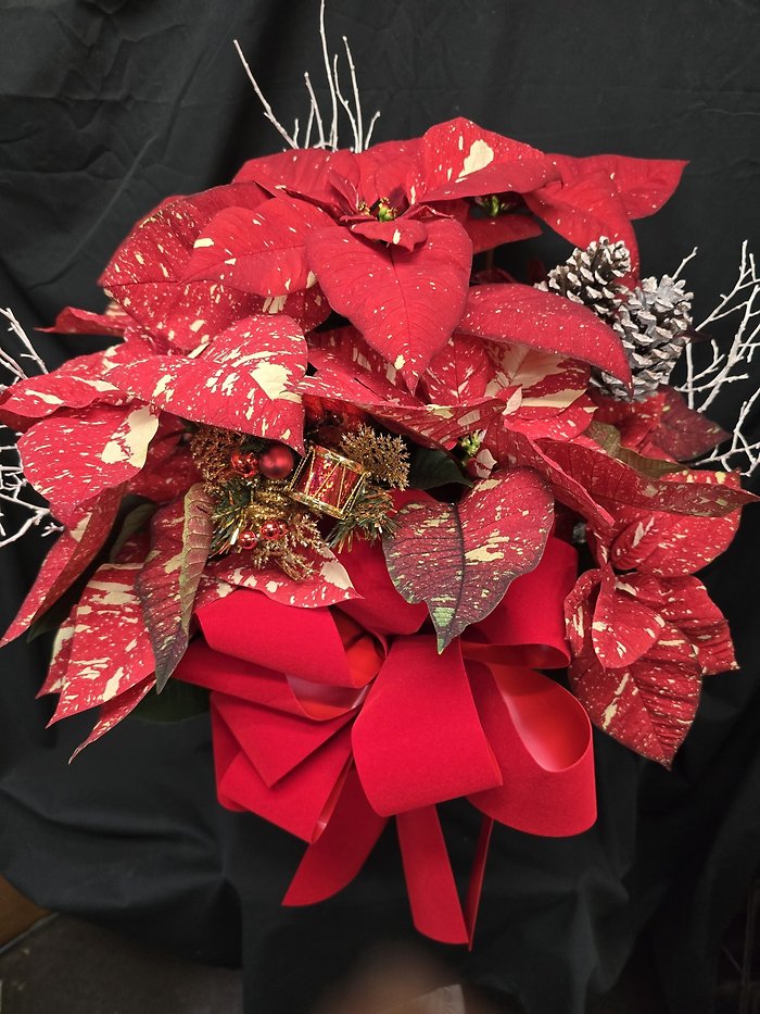 Glitter Poinsettia