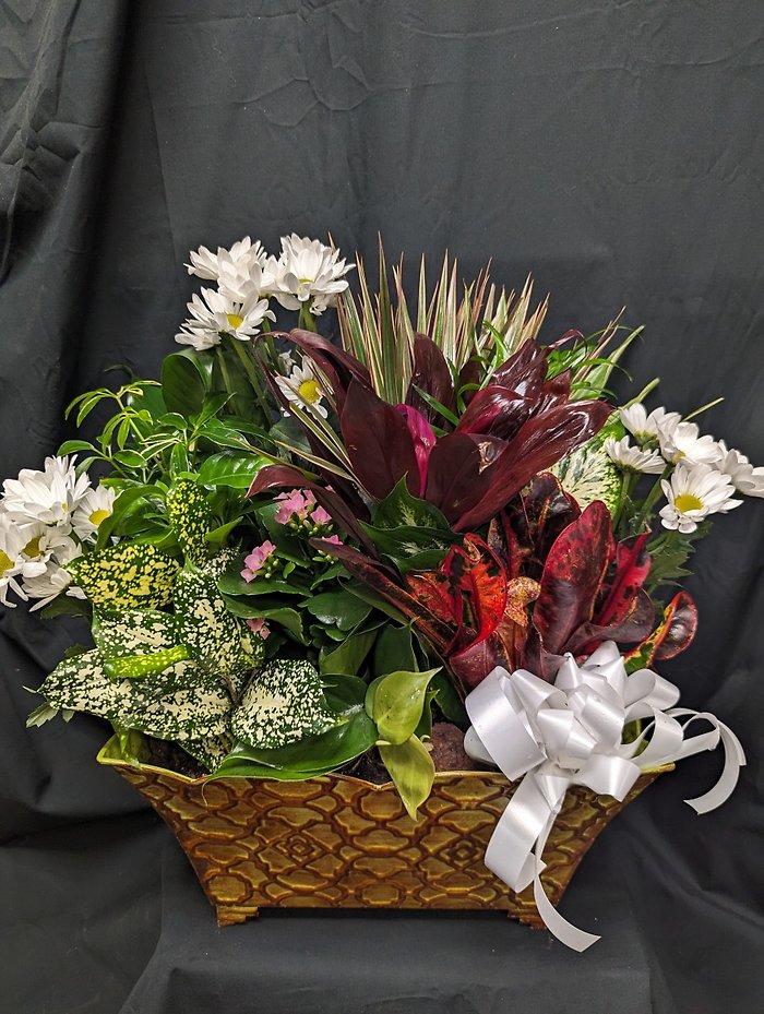 Rosevine Dish Garden