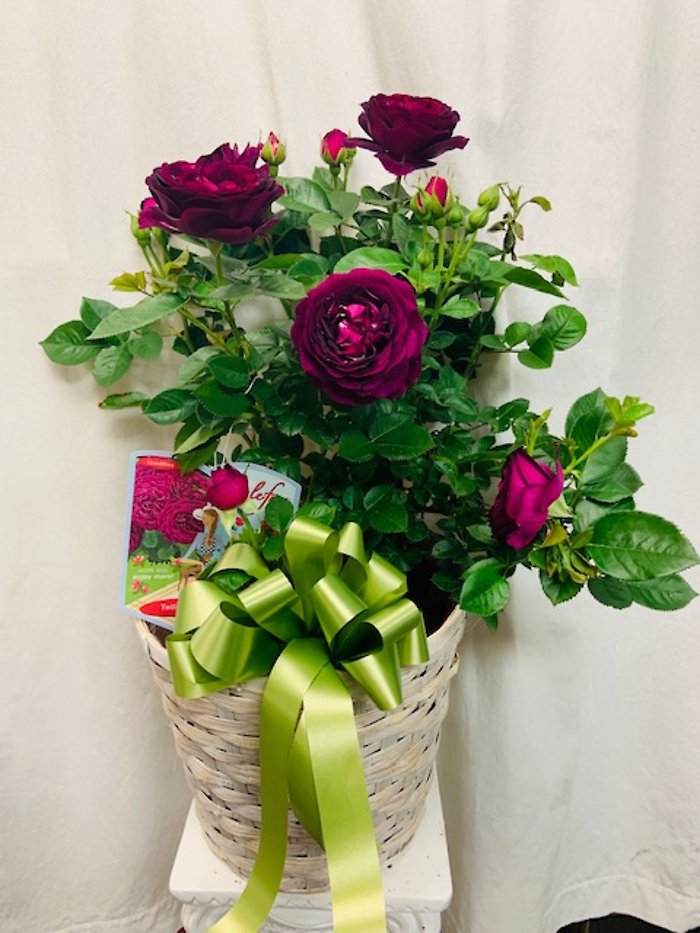 Rose Bush Union Nj Florist Same