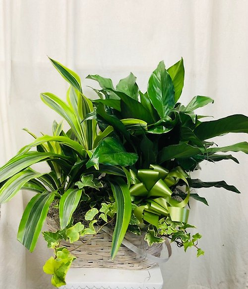 Peaceful Combo Basket