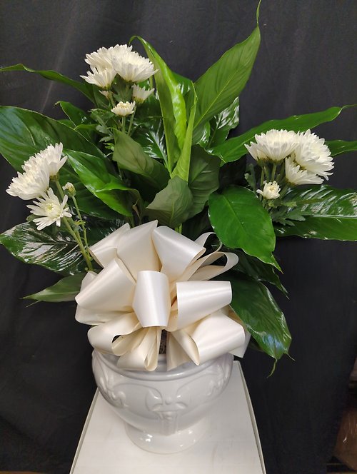 Faith & Purity Peace Lily Plant