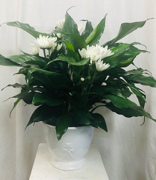 Peaceful Planter