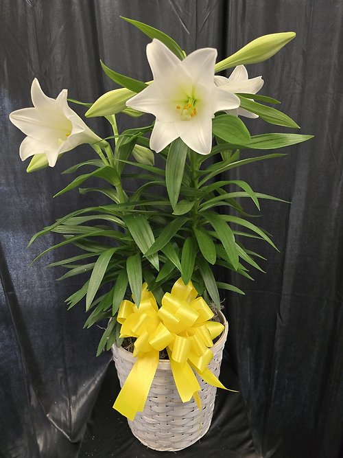 Double Easter Lily Basket