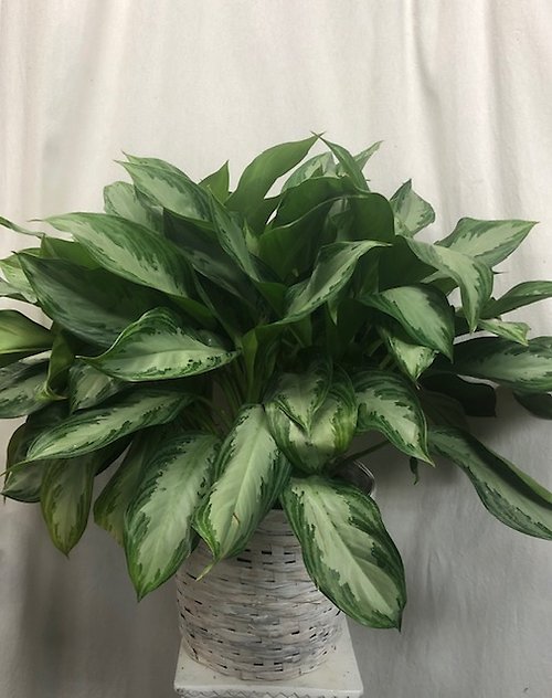 Aglaonema