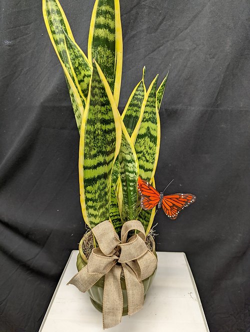The Positvity Snake Plant Planter