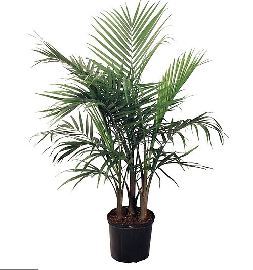 10\" Majesty Palm Plant