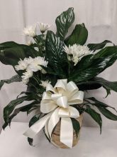 TableTop Peace Lily