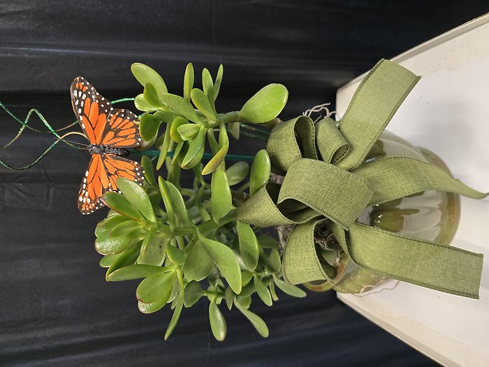 Wealth & Prosperity Jade Planter