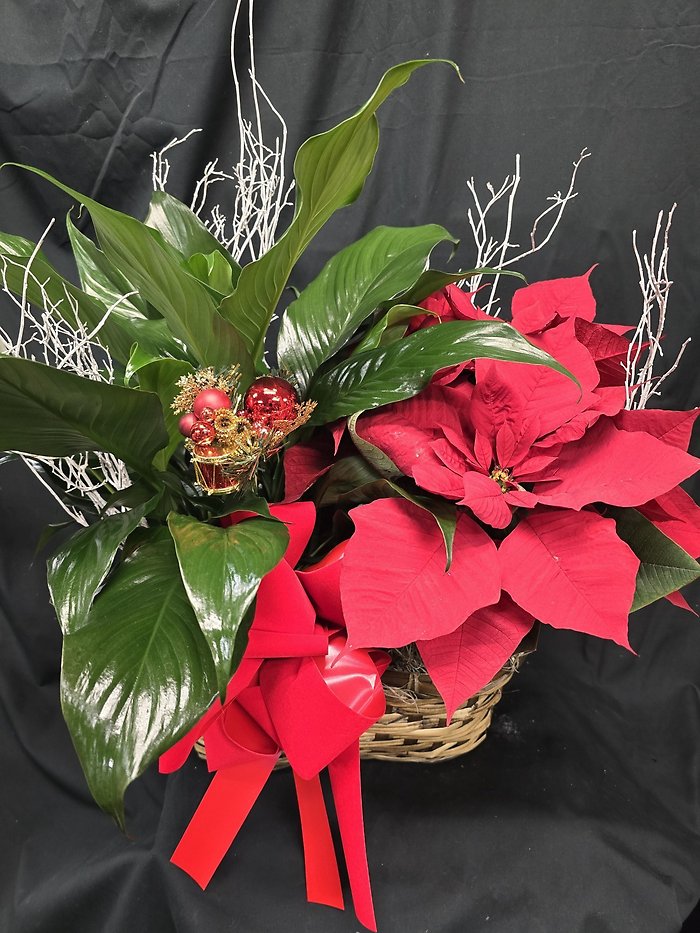 Red Peaceful Poinsettia Basket