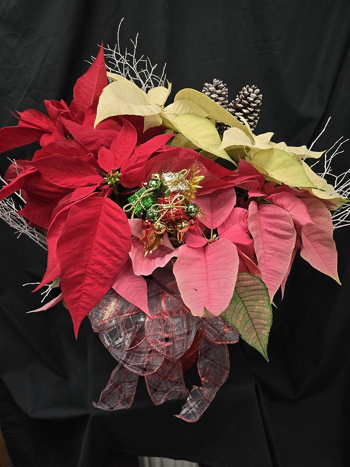 TriColored Poinsettia