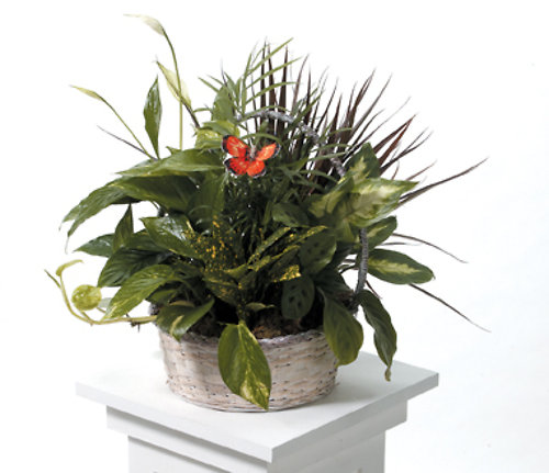 Basket Garden