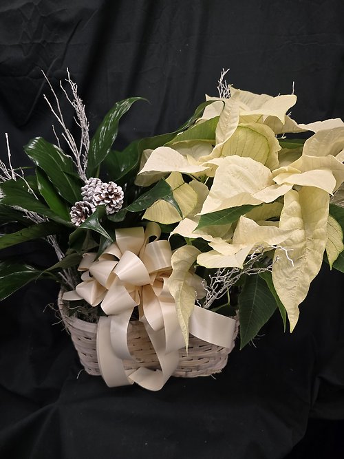 White Peaceful Poinsettis Basket