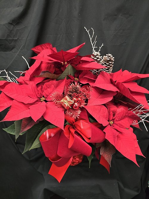 Traditional Red Poinsettia